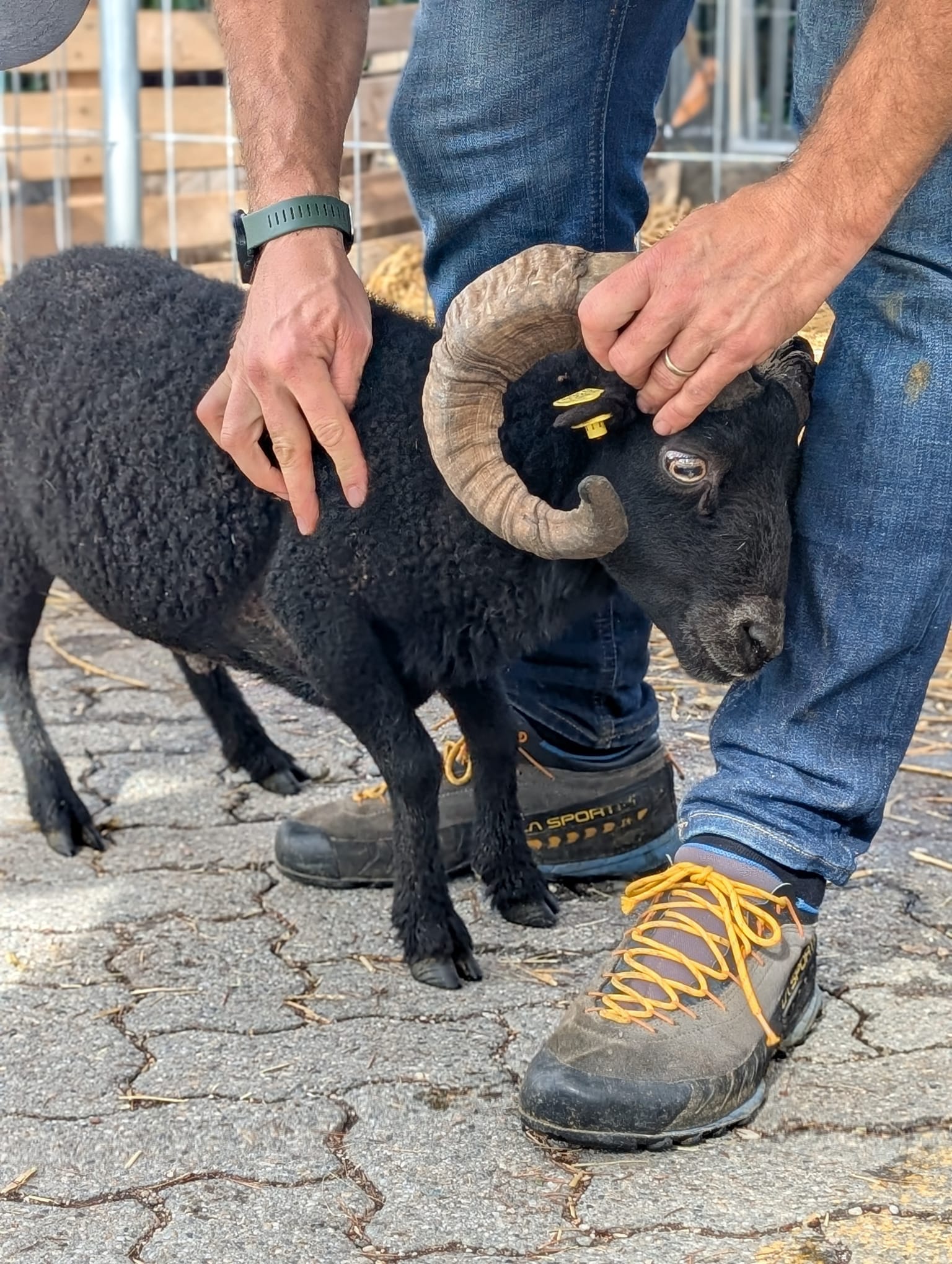 Die Wolle dieses Schafbocks ist zu kurz um sie richtig zu bewerten