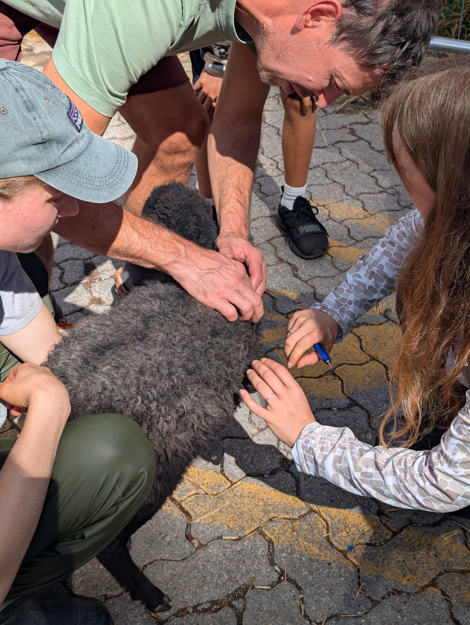 Die Wolle wird auch benotet