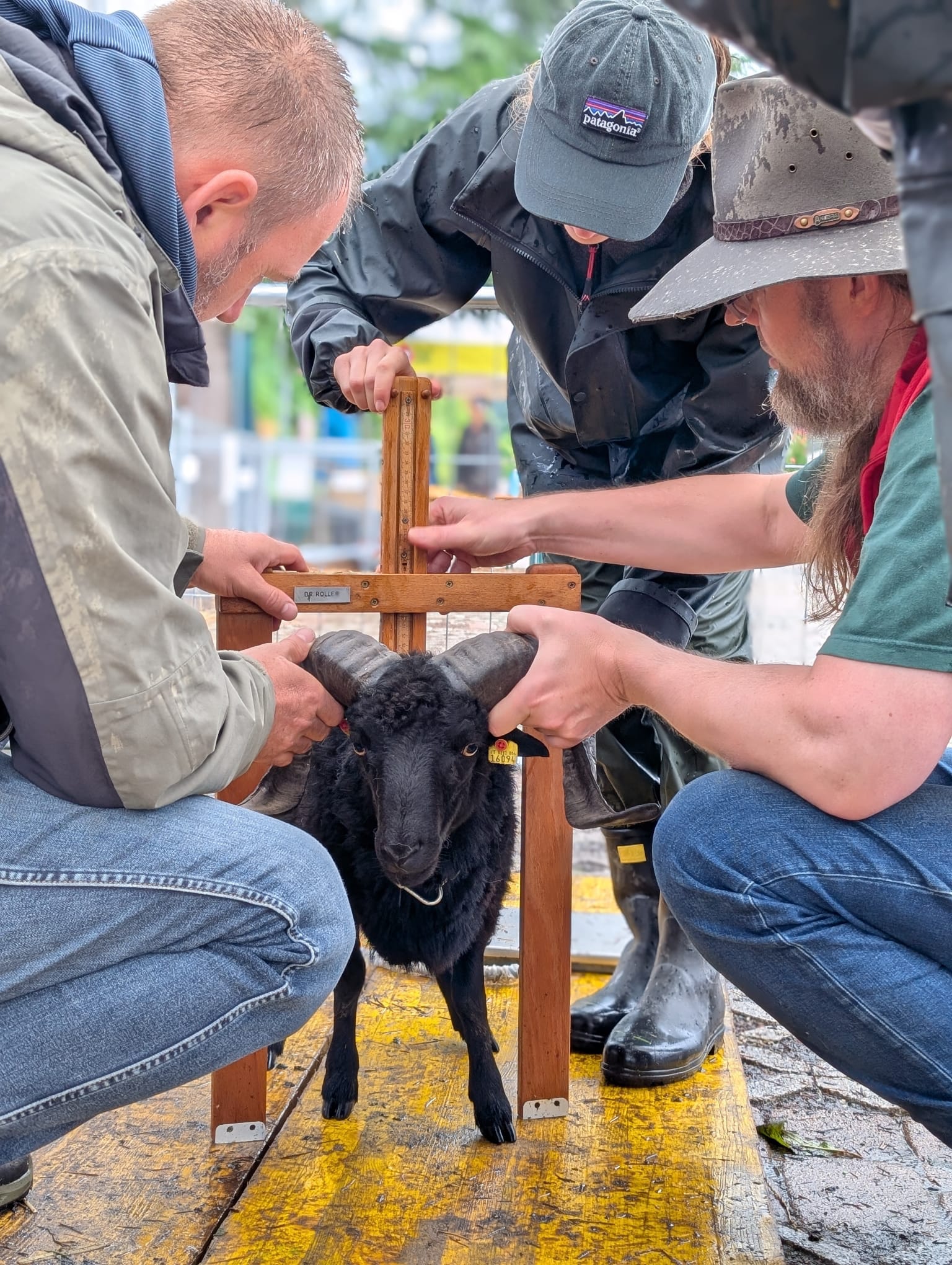 Auch die Größe fließt in die Bewertung ein (Mutterschafe < 46cm, Schafböcke < 49cm)