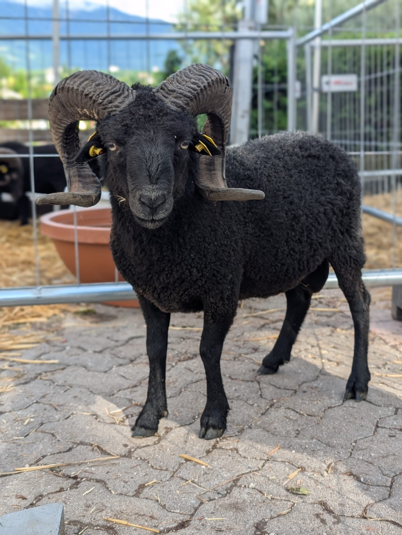 Ein stattlicher Schafbock