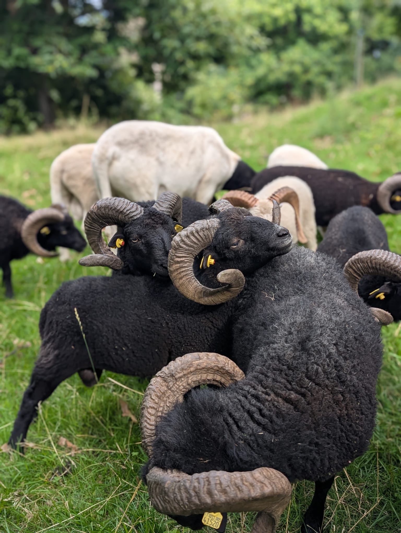 WhatsApp Image 2025-08-05 at 16.04.05