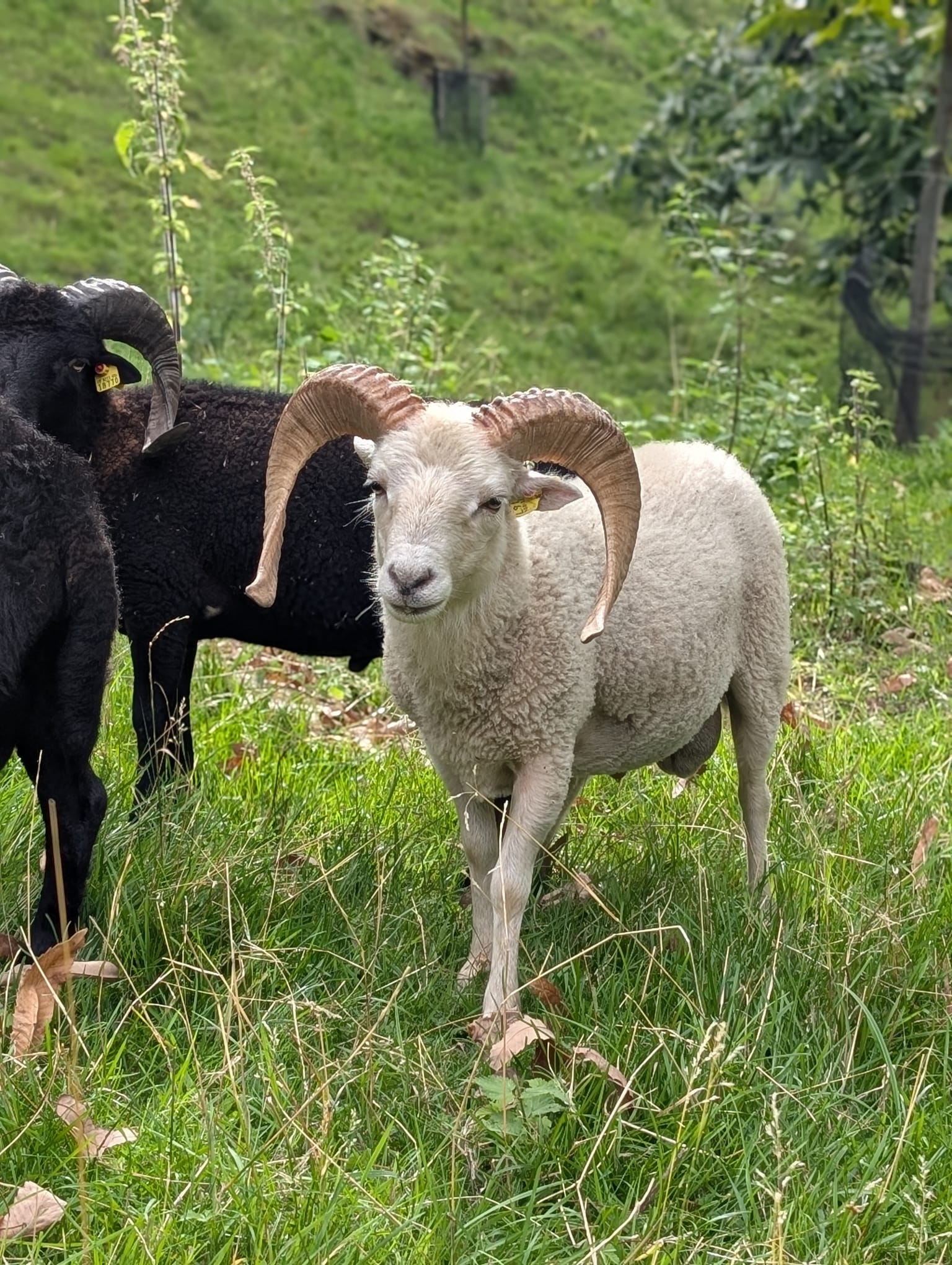 WhatsApp Image 2025-08-05 at 16.04.07 (1)