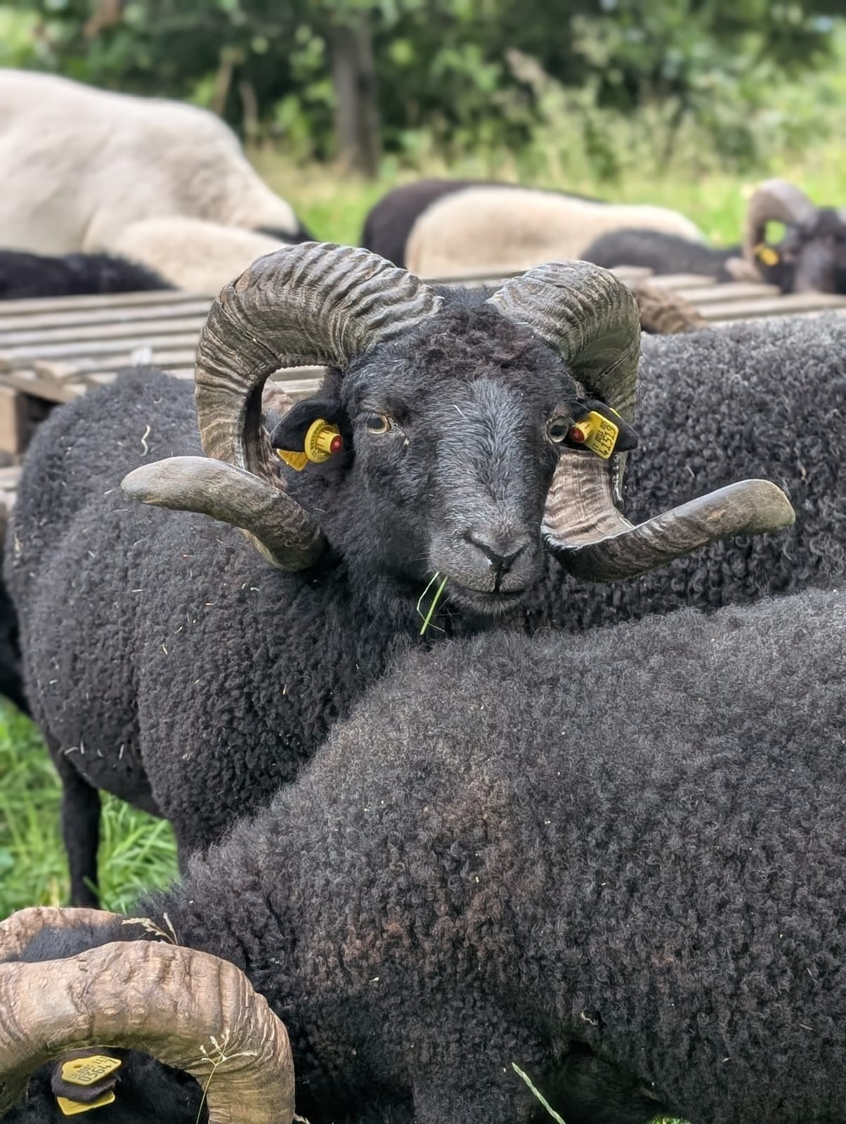 WhatsApp Image 2025-08-05 at 16.04.07