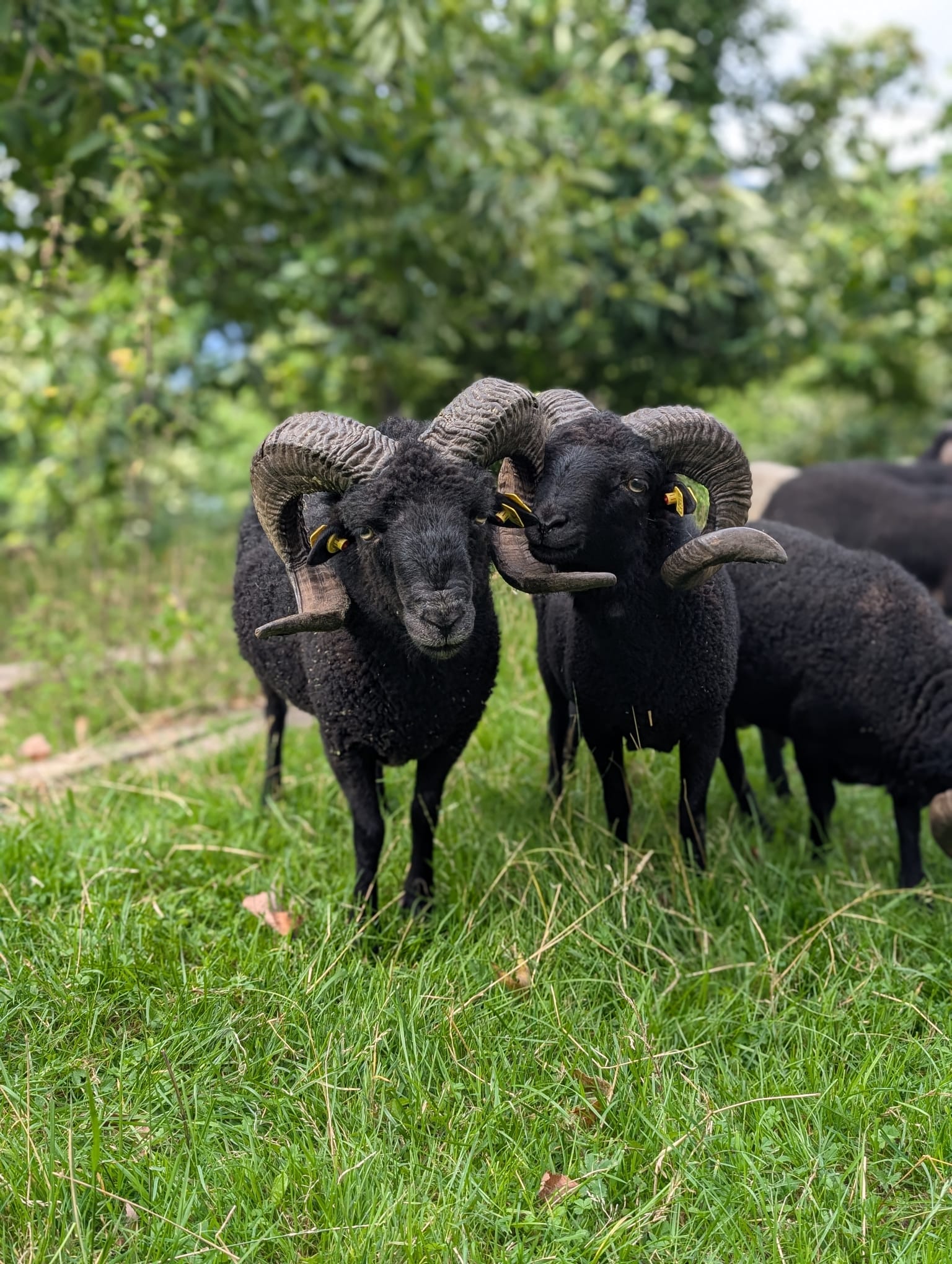 WhatsApp Image 2025-08-05 at 16.04.13