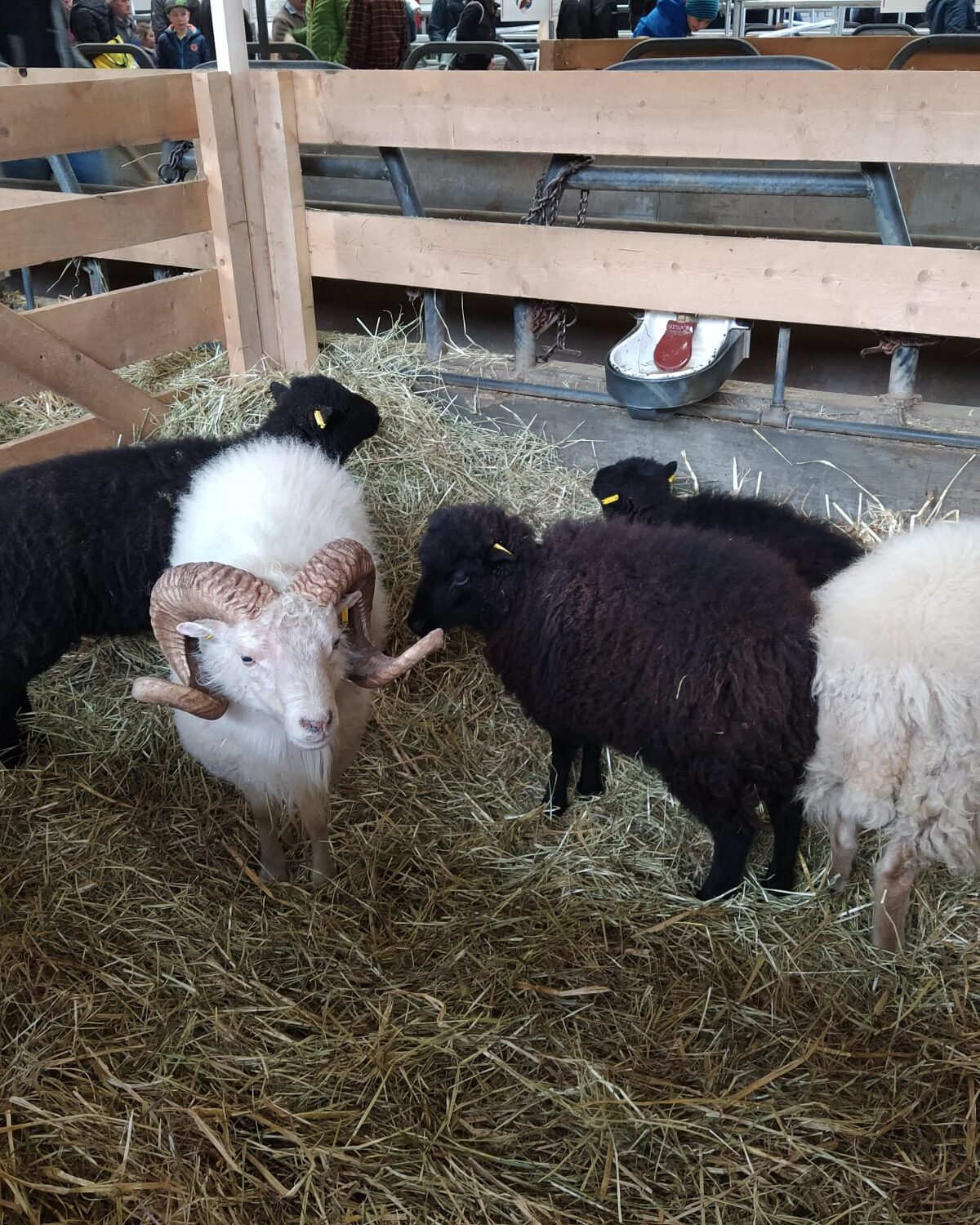 WhatsApp Image 2025-11-12 at 18.22.18