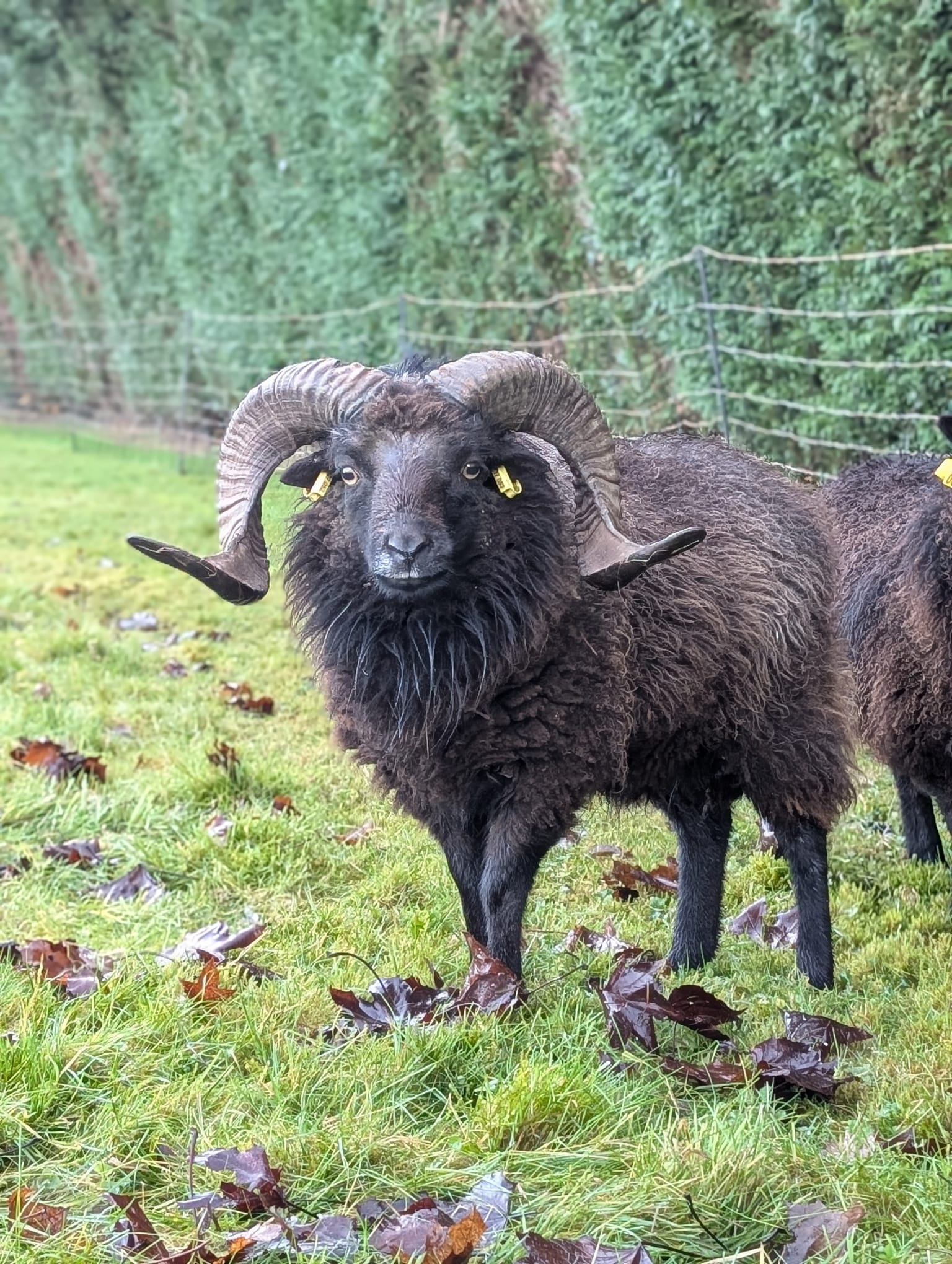 WhatsApp Image 2026-01-01 at 21.03.19