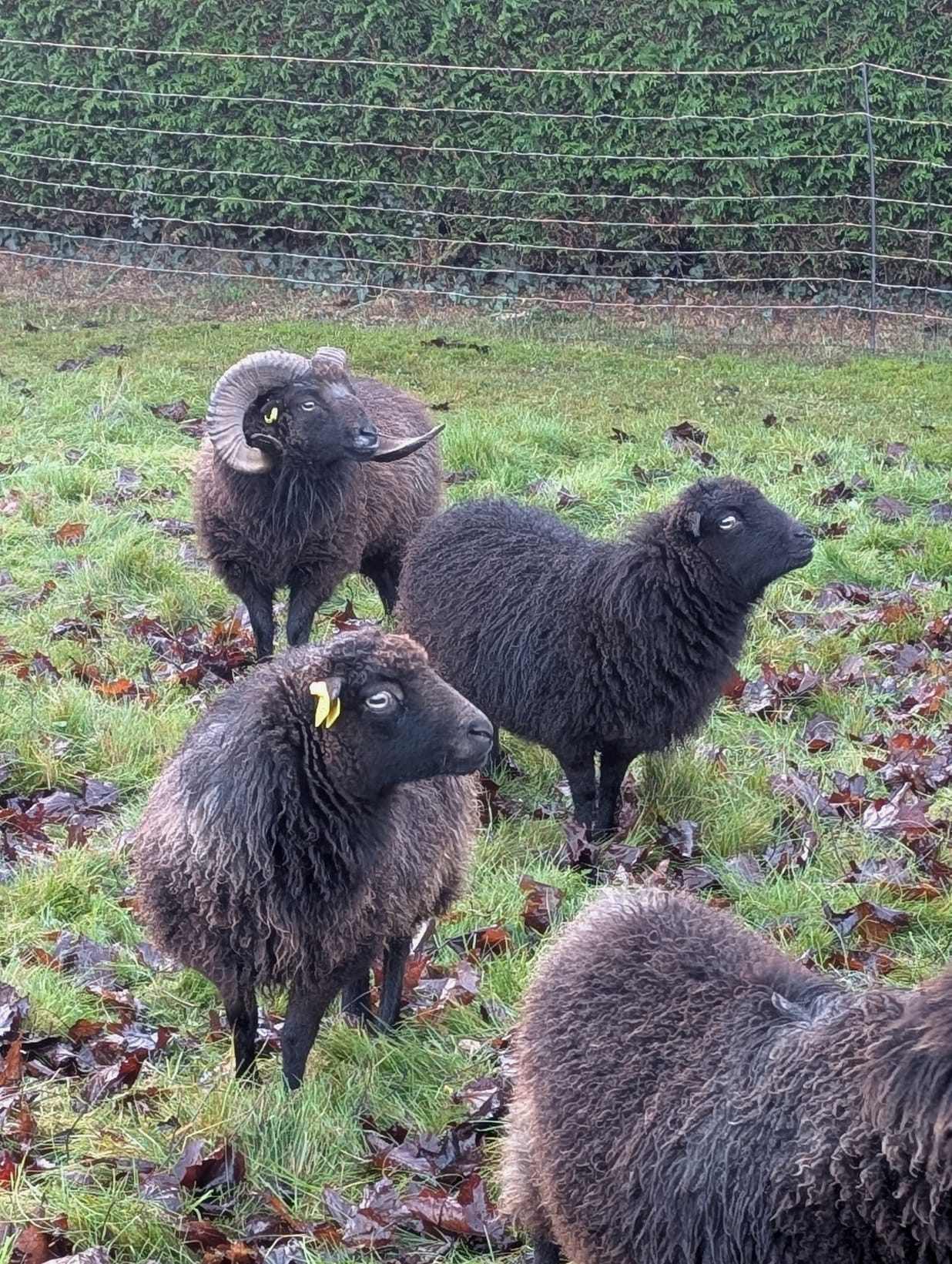 WhatsApp Image 2026-01-01 at 21.06.32